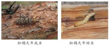 武漢天牛包裝制品