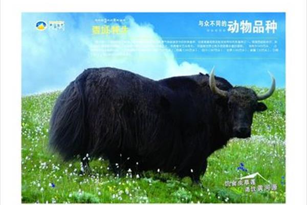 牦牛廣告設(shè)計