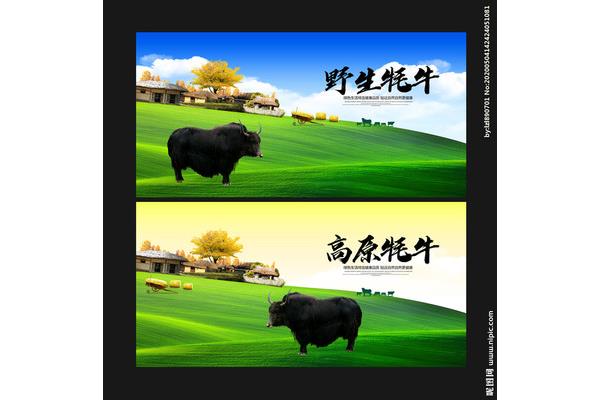 牦牛廣告設(shè)計